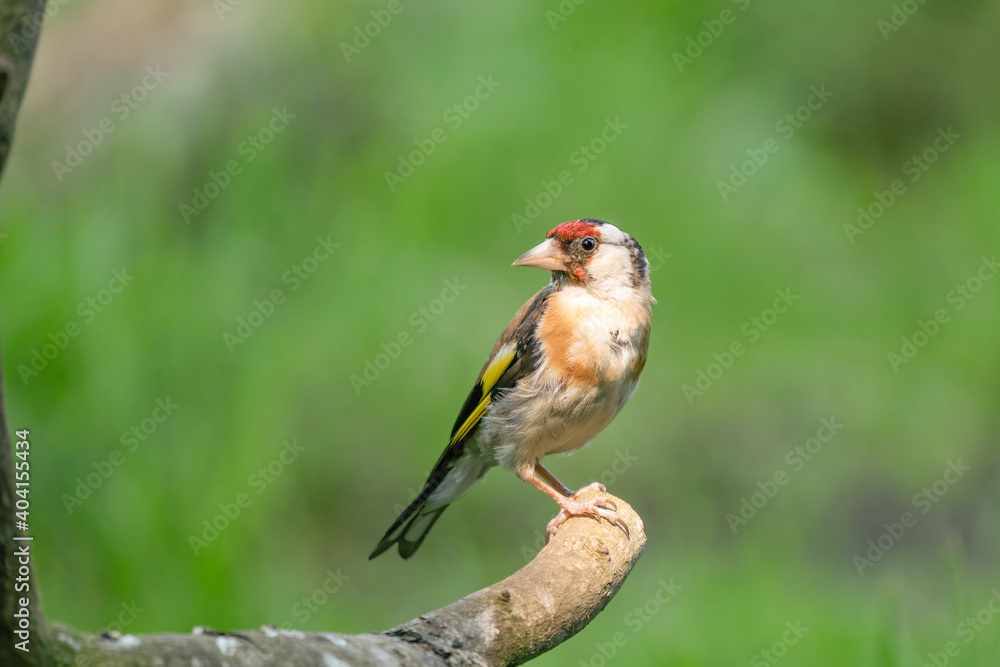 European Goldfinch, Carduelis carduelis. Looks back, sitting on a branch. Green background European Goldfinch, Carduelis carduelis. Looks back, sitting on a branch. Green background