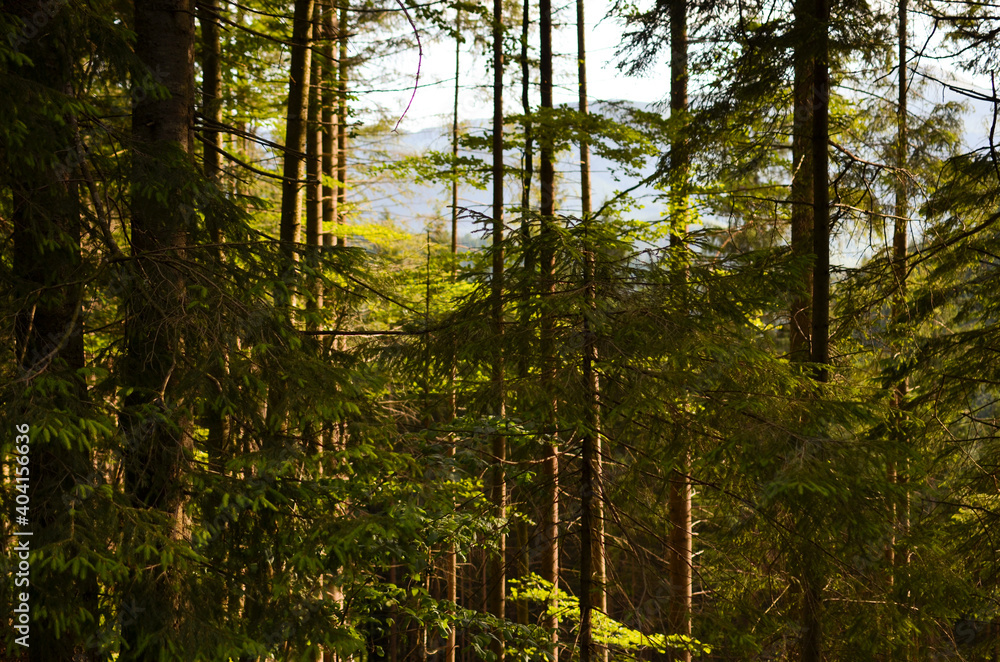 Naklejka premium coniferous forest 