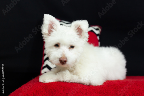 White Mix Breed Dog with Red and Black Background © Erin Cadigan