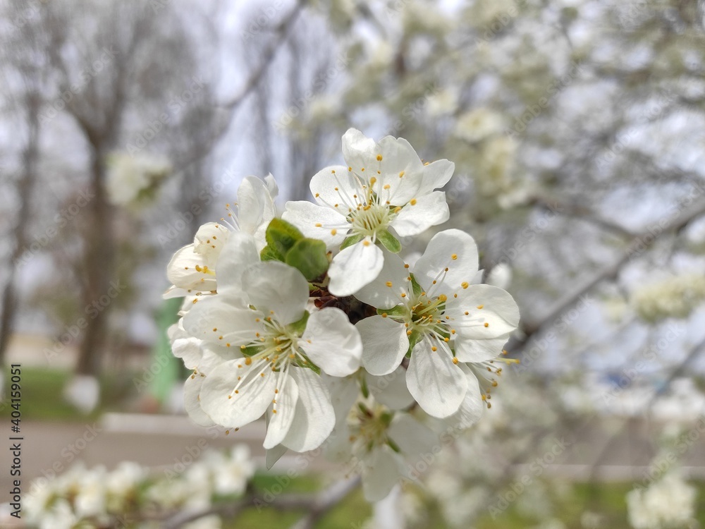 Obraz premium cherry tree blossom