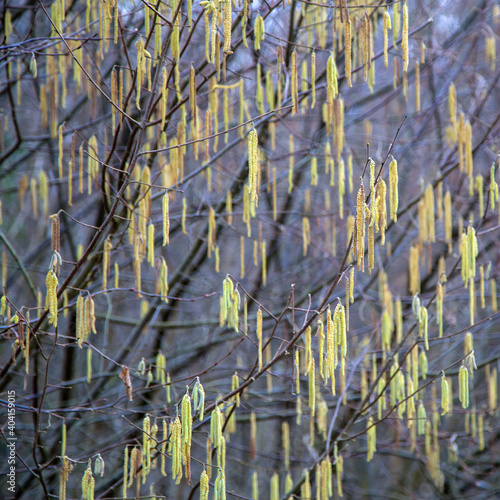 Spring flowering of trees. Earrings on the bushes