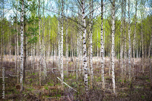 Young white-stemmed birches in spring. Young foliage