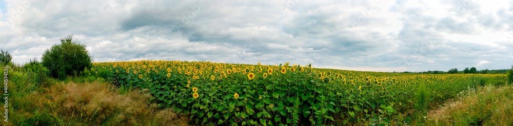 Sunflower field in the afternoon. Panorama of beautiful nature landscape. Farm field idyllic scene