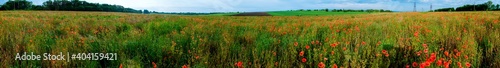 Panorama of a poppy field in the countryside in summer near the highway