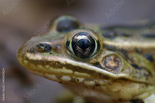 Close up view of the side of the head of Northern Leopard Frog (Rana pipiens also known as Lithobates pipiens). 