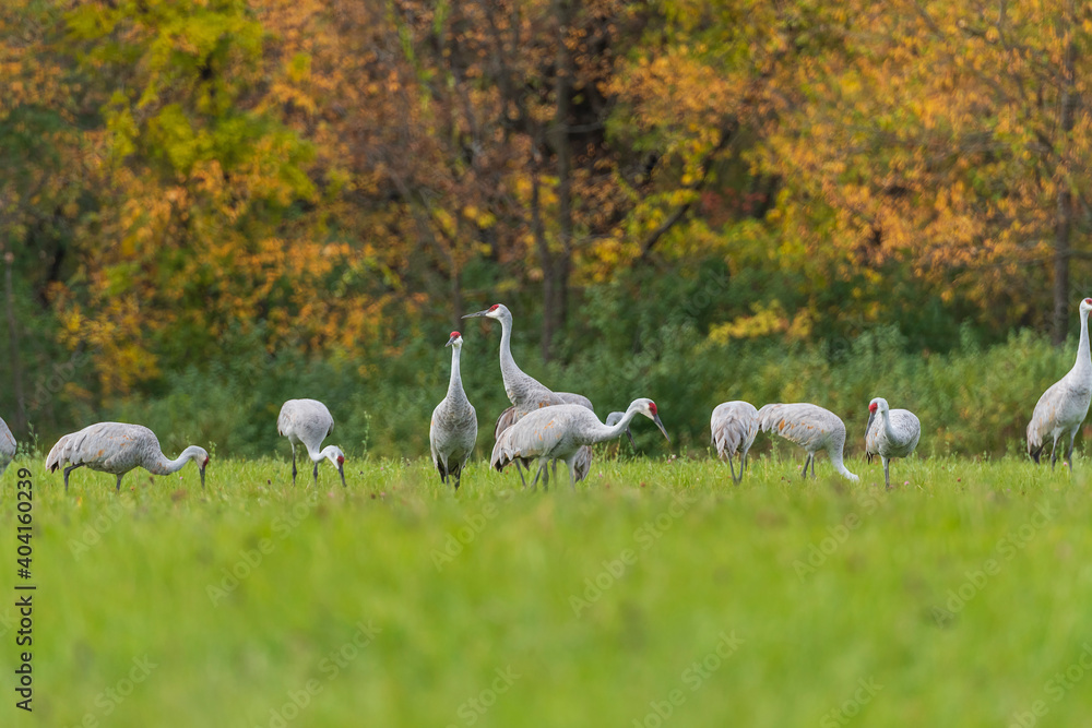 Fototapeta premium Sandhill Cranes Feeding in a Field in the Autumn