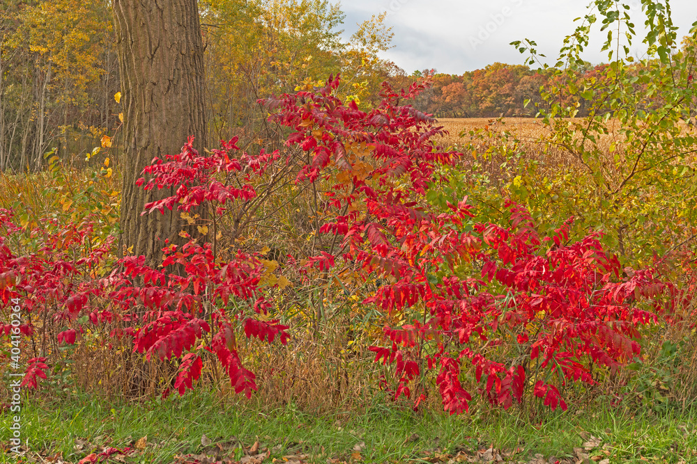 Intense Reds in a Autumn Bush