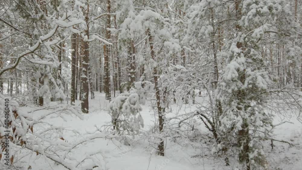 Beautiful winter forest. Snowfall. Beautiful winter forest. Snowfall.