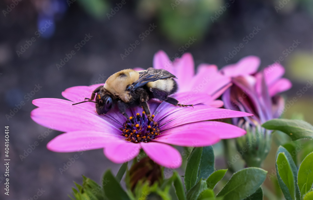 Bee resting on a flower Bee resting on a flower