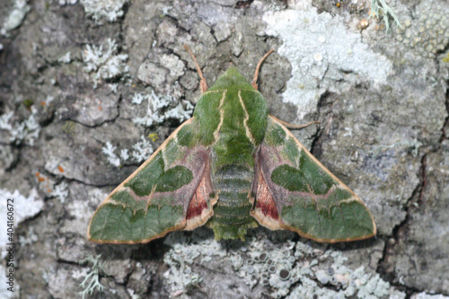 The beautiful green, yellow and pink pattern on the wings and body of this Bear Sphinx Moth (Proserpinus lucidus) help it blend into lichens and moss on tree bark. photo