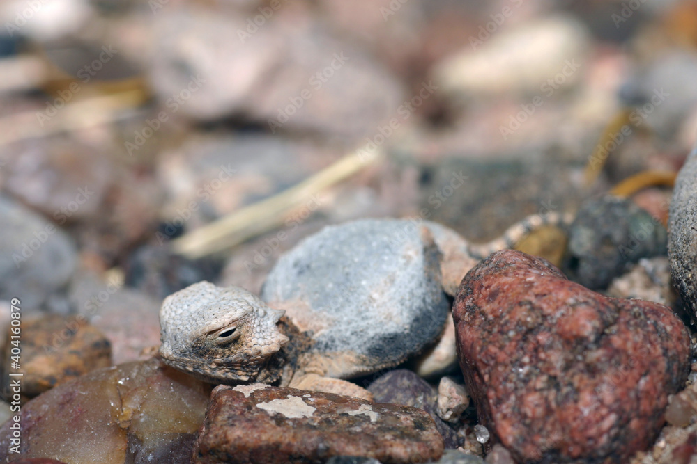 This cryptic lizard, a roundtail horned lizard (Phrynosoma modestum) blends in with excellent camouflage among the pebbles on the ground in the desert. This cryptic lizard, a roundtail horned lizard (Phrynosoma modestum) blends in with excellent camouflage among the pebbles on the ground in the desert.