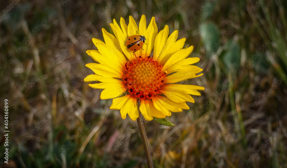Ladybug on a blanket flower
Ladybug on a blanket flower