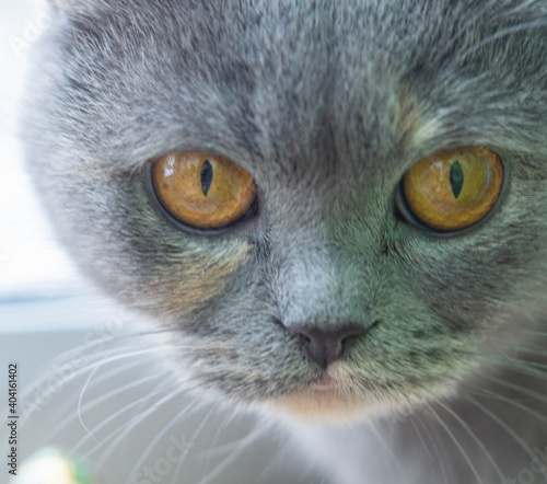 close-up of a beautiful scottish gray cat