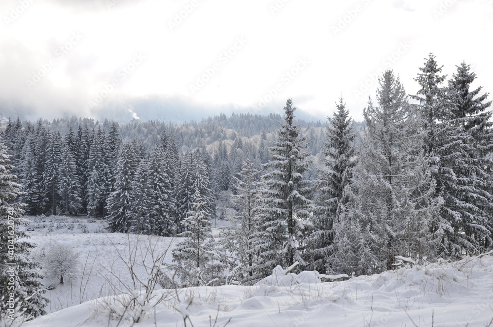 Obraz premium winter forest in the snow