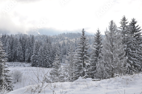 winter forest in the snow © cecilia