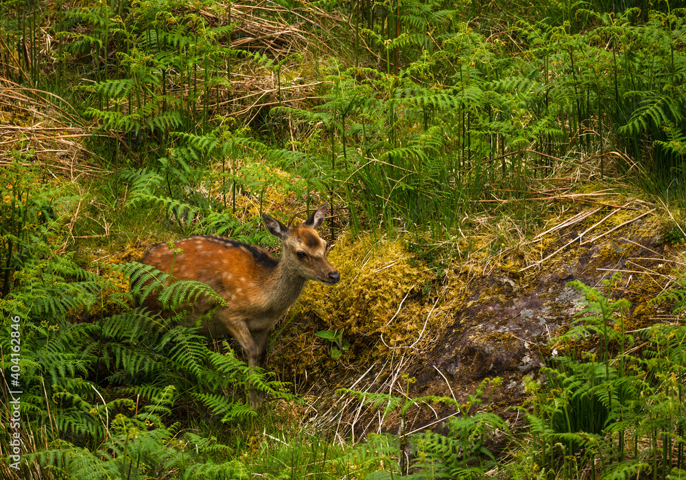 Young wild deer in Killarney National Park, near the town of Killarney, County Kerry, Ireland