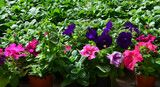 Blooming Petunias in pots. Colorful flowers of Petunia  hybrida.Ornamental plants concept.