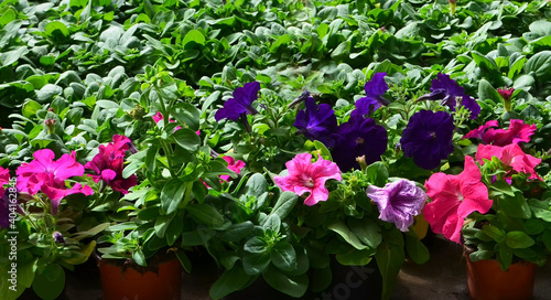 Blooming Petunias in pots. Colorful flowers of Petunia hybrida.Ornamental plants concept.