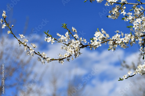 Blooming cherry tree twig on the background of vibrant blue sky in spring. Copy space.