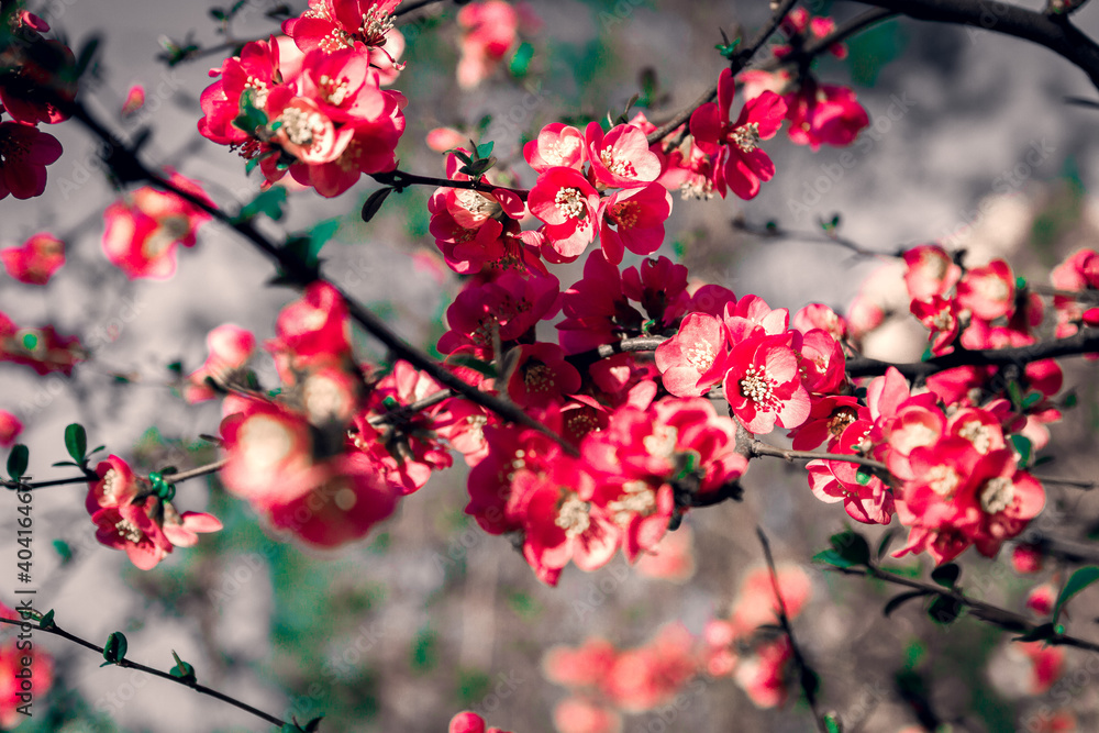 Spring flowers on the branches in white, rose, magenta and red color with beautiful bokeh. Spring flowers on the branches in white, rose, magenta and red color with beautiful bokeh.