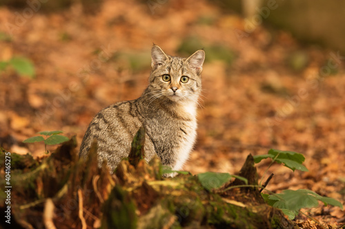 male European wildcat (Felis silvestris) sitting with autumn leaves as a background