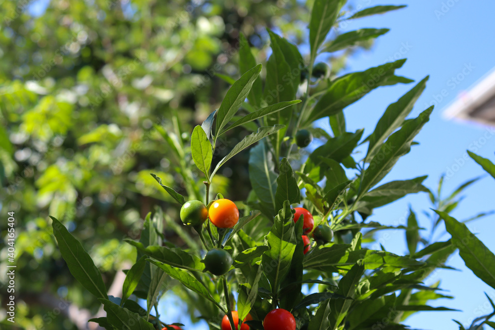 Solanum pseudocapsicum. It is a nightshade species with mildly poisonous fruit. It is commonly known as the Jerusalem cherry, Madeira winter cherry, or, ambiguously, 