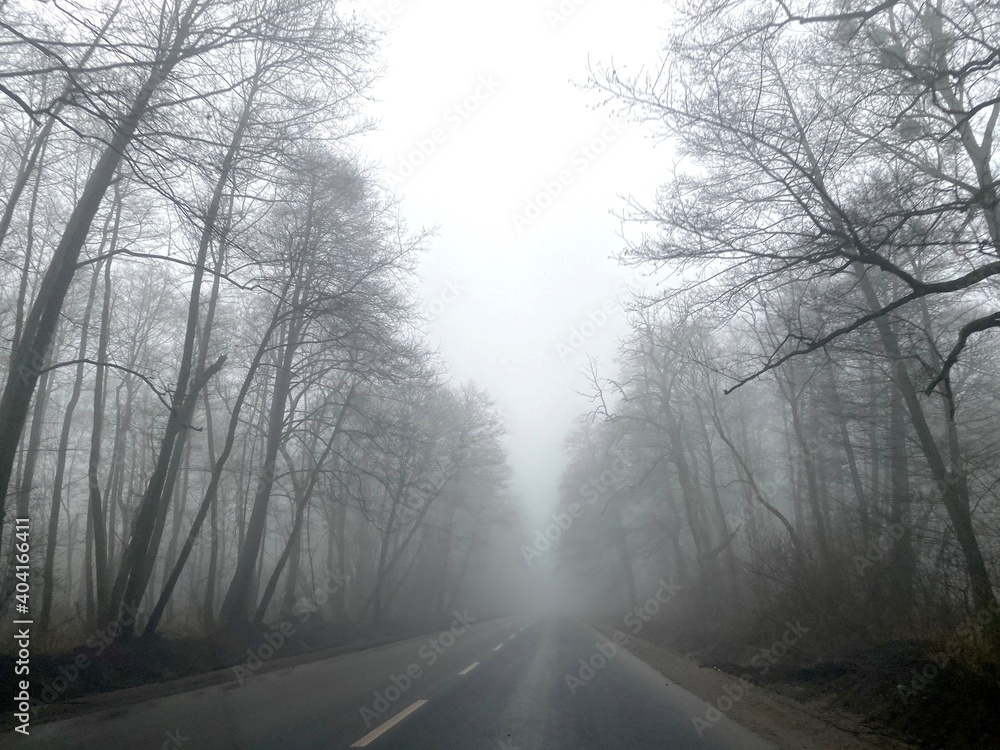 Obraz premium Foggy road between leafless trees.