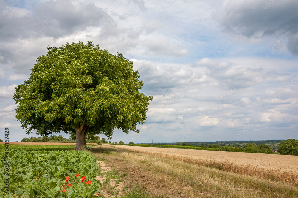 Fototapeta premium Walnussbaum (juglans regia) und Wolkenhimmel