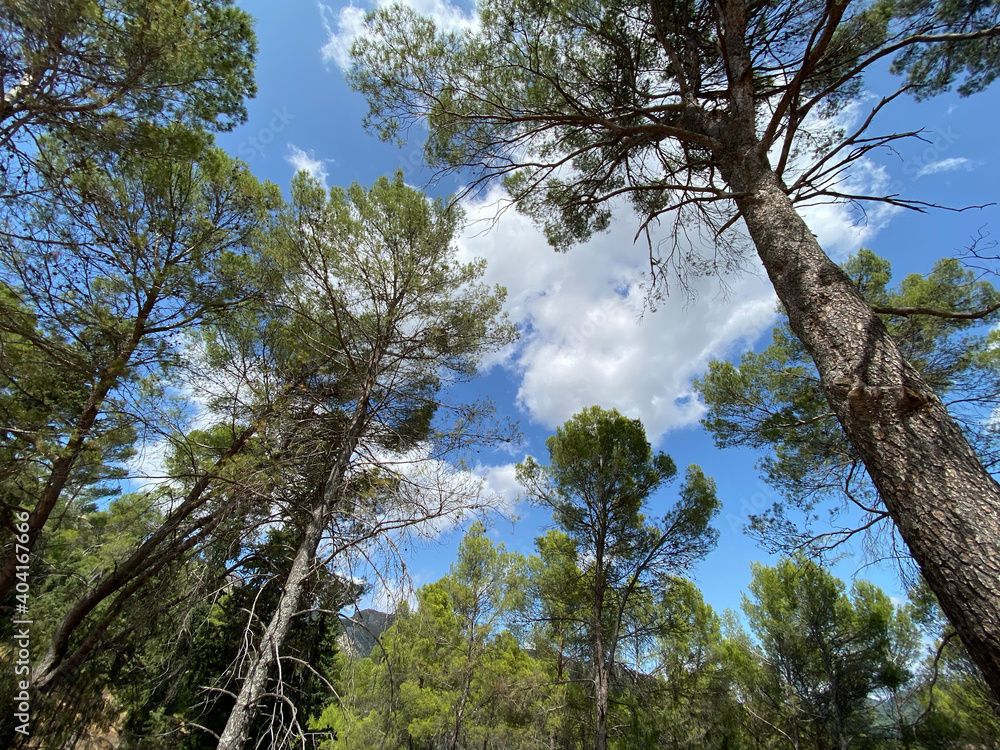 Fototapeta premium Look upwards to the blue sky with white clouds through the tall bare trees of a mixed forest