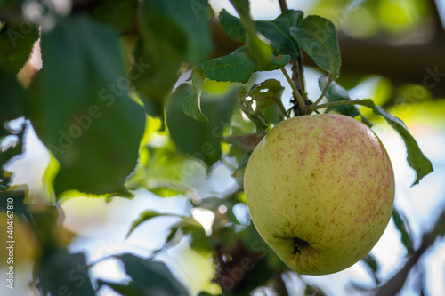 A single yellow apple hangs on an apple tree branch against the blue sky and soft clouds. The apple has a little red tint and unripe. The leaves are weathered with dark spots but vibrant green.