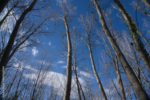 Look upwards to the blue sky with white clouds through the tall bare trees of a mixed forest