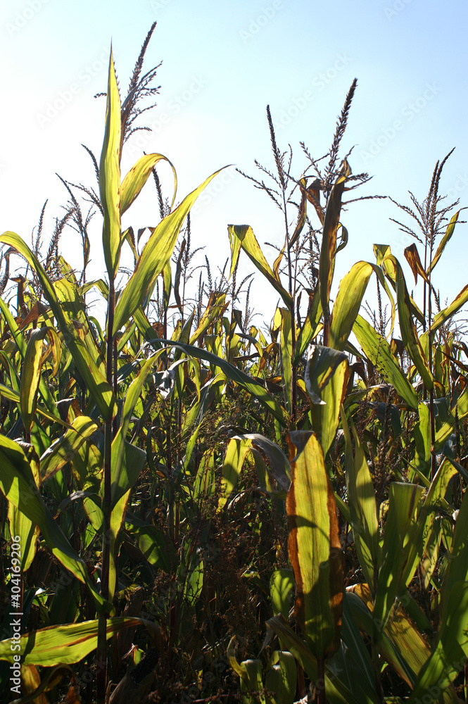 Maisfeld im Herbst Maisfeld im Herbst