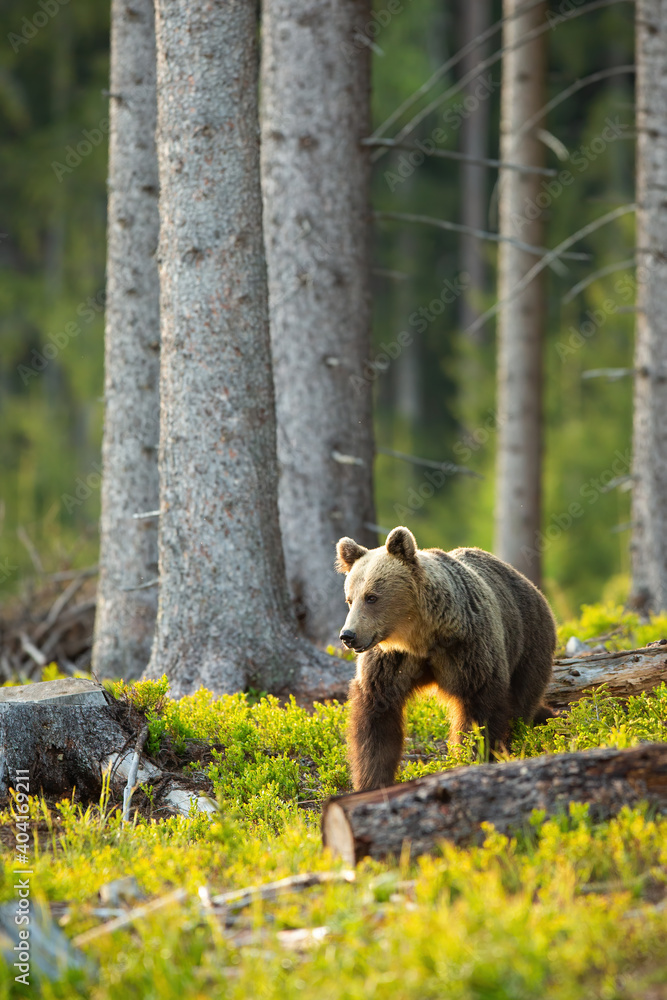 Fototapeta premium Female brown bear, ursus arctos, looking aside backlit by morning sun in spruce forest during springtime. Vertical composition of animal wildlife approaching from front with copy space.