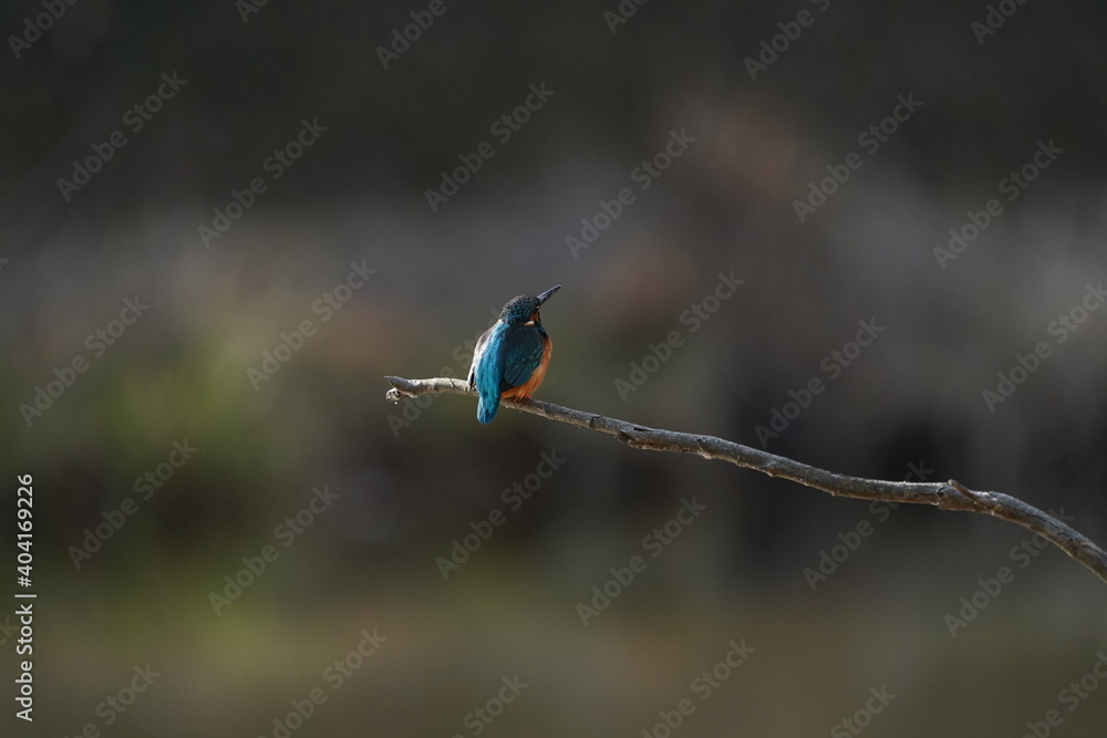 common kingfisher on the branch common kingfisher on the branch