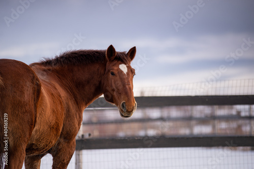 Beautiful chestnut draft horse, standing in winter field at sunset in quebec canada
