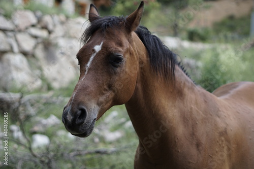 Retrato de un simpático caballo.