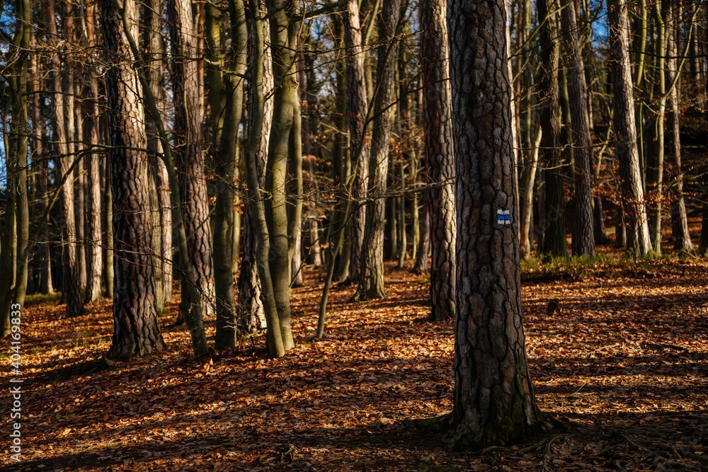 Fototapeta premium Blue tourist route hiking sign, traditional colorful Czech tourist marking on trails, forest in Kokorin Protected landscape Area in sunny day, Drouzkovska cesta, Czech Republic