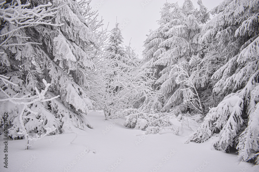 snow covered trees in the mountains, snow covered trees, winter landscape