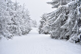 snow covered trees in the forest, snow covered trees, winter landscape
