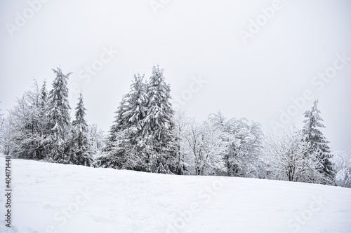 snow covered trees, winter landscape