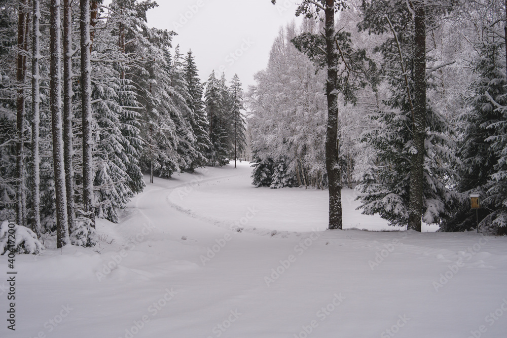 Obraz premium winter in the forest