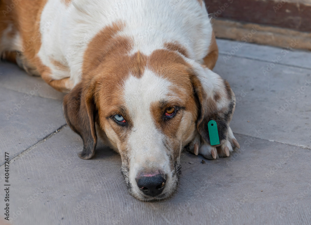 Different colored eyes dog lies on the ground. Different colored eyes dog lies on the ground.