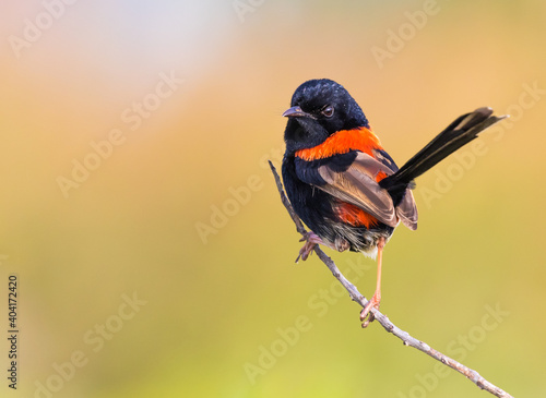 Red-backed Fairy wren male on branch