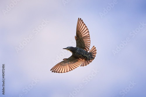 Common starling in flight (Sturnus vulgaris) Bird in flight