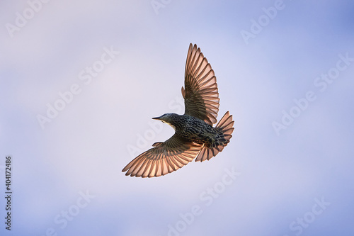 Foto Common starling in flight (Sturnus vulgaris) Bird in flight
