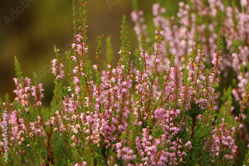 Heather in the glens of Scotland 