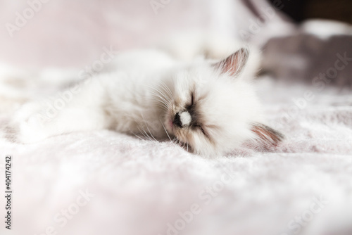 Adorable white ragdoll kittens sleeping on a blanket