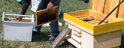 A farmer on a bee apiary holds frames with wax honeycombs. Planned preparation for the collection of honey.