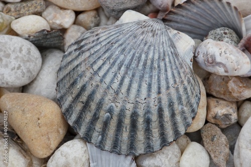 shells on the beach in Long Island, NY