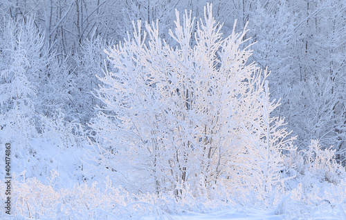 Russian nature in winter, Christmas background. After a snowfall, tree branches are covered with snow and sparkle in the sun, severe frost and low temperatures. This is a beautiful winter